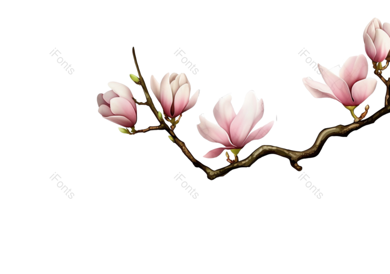 粉红色的花图片,白色背景元素,樱花PNG,免抠素材